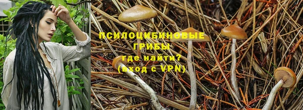 прущие грибы Аркадак